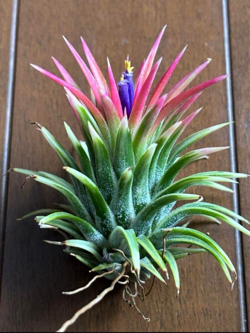 ★美斑★エアプランツ　チランジア　イオナンタ　アルボマージナータ