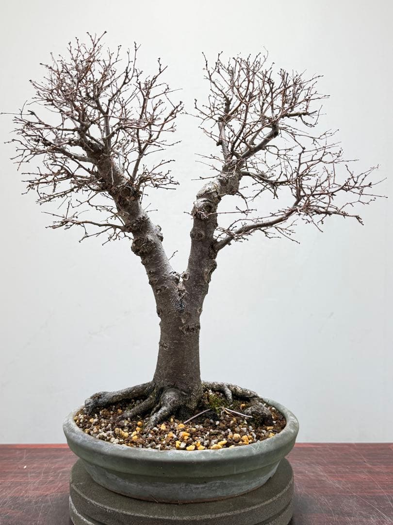 【ガチ盆栽】本欅　ケヤキ　激古