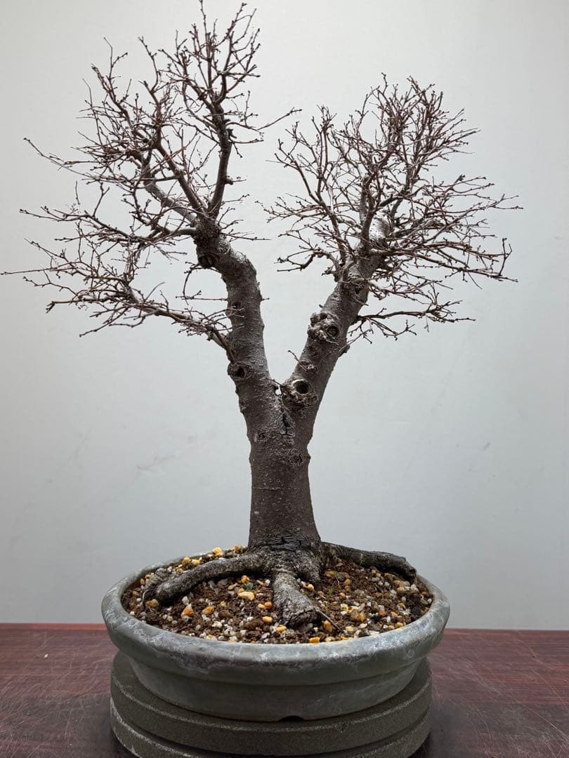 【ガチ盆栽】本欅　ケヤキ　激古