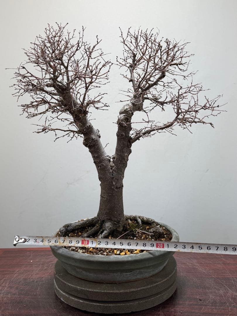 【ガチ盆栽】本欅　ケヤキ　激古