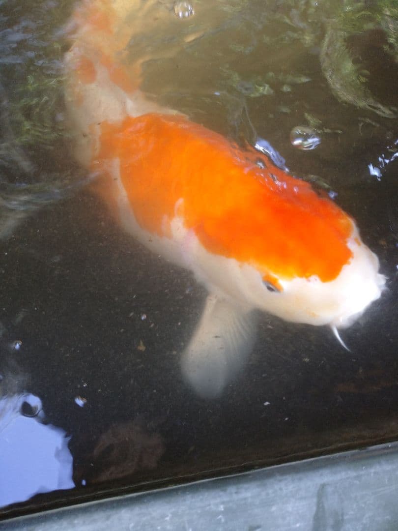 大特価‼️ 最終値下げ‼️ FRP水槽‼️引き取り限定‼️ 紅白約70cm‼️