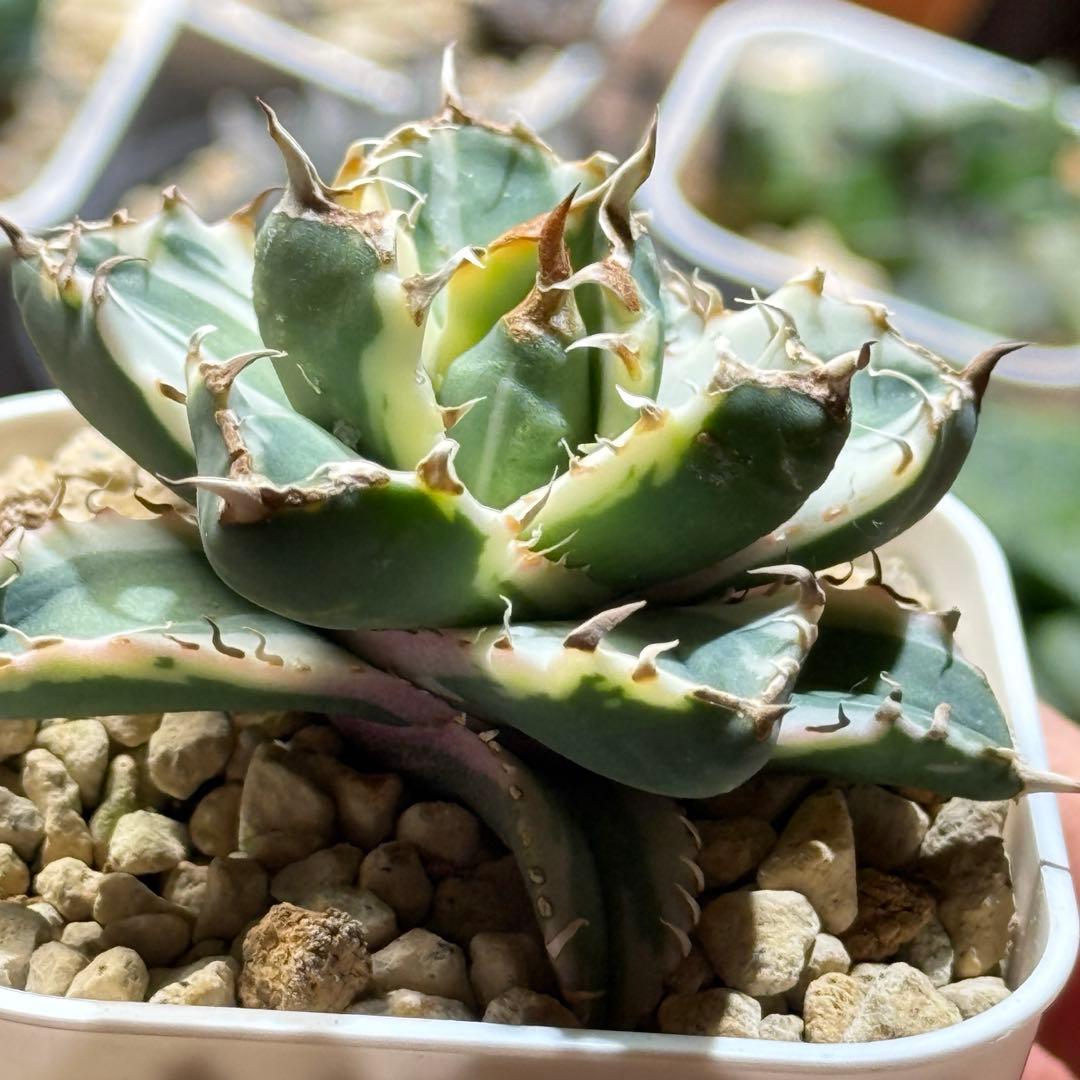 アガベ_姫厳竜錦 TC