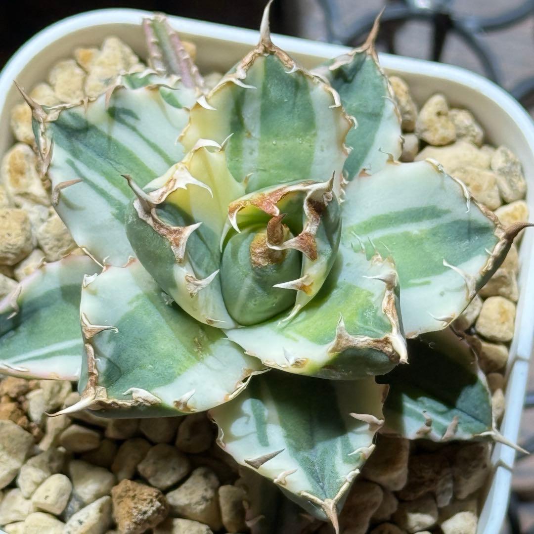 アガベ_姫厳竜錦 TC