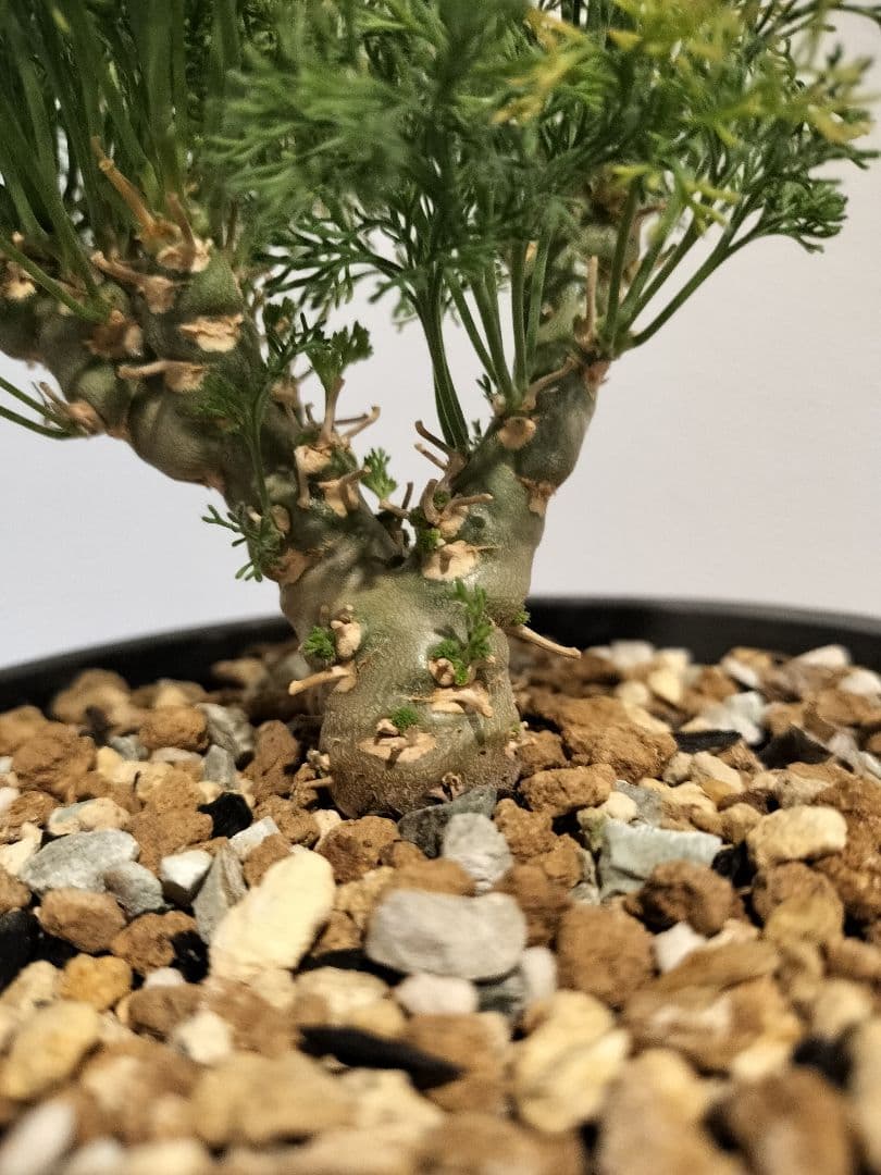 モンソニア ペニクリナム　（サルコカウロン）鉢ごと発送