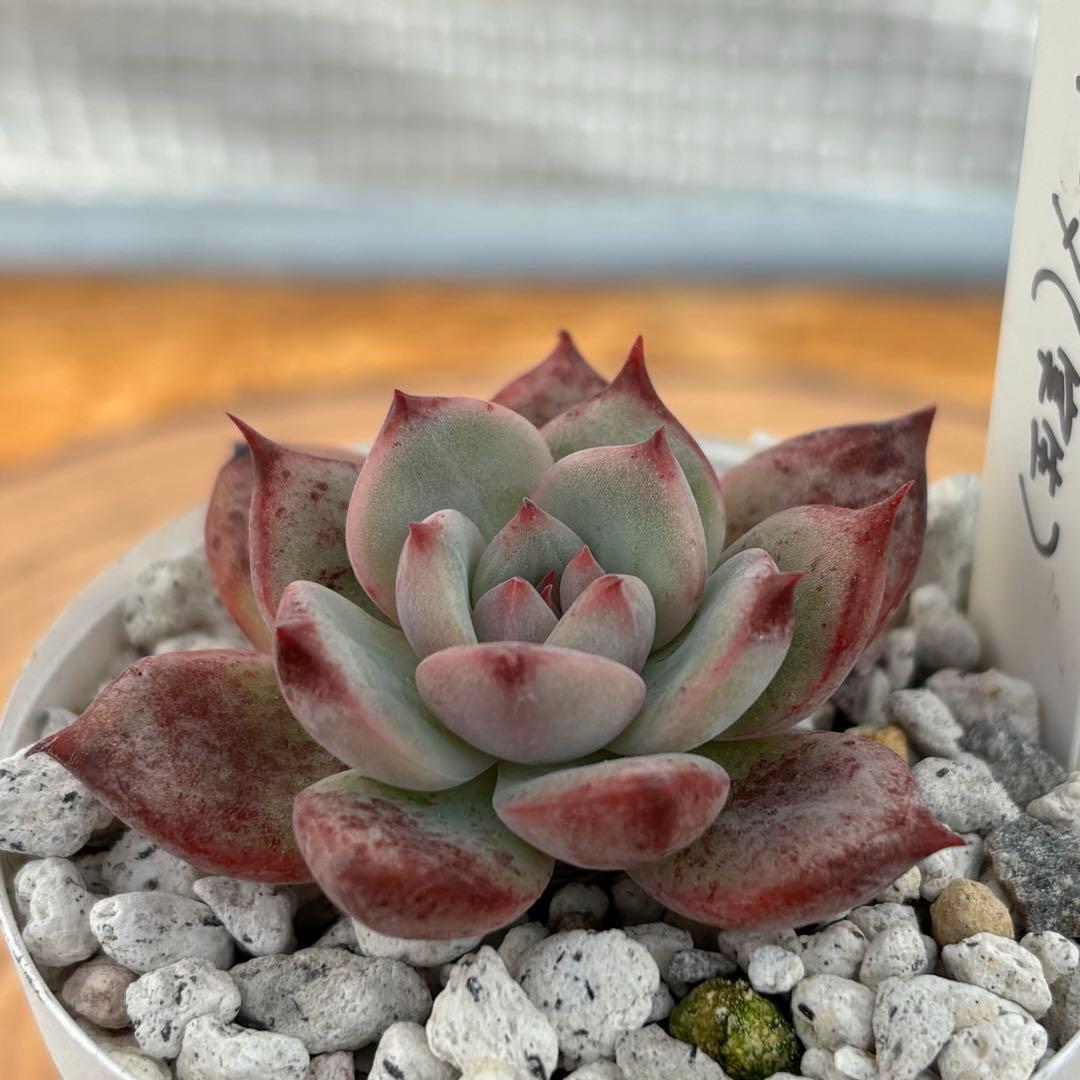 30.【札付き】106コロラータ 実生 Mさん苗 Mコロ 多肉植物 エケベリア