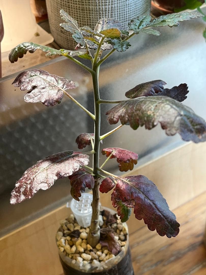 ボスウェリア　アメーロ