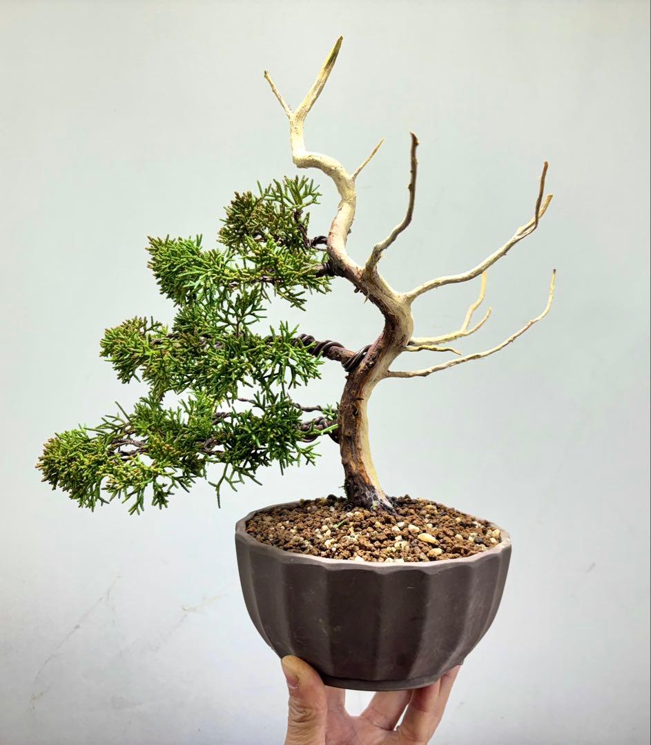 ス*認様 【サービスオークション】真柏　盆栽☆