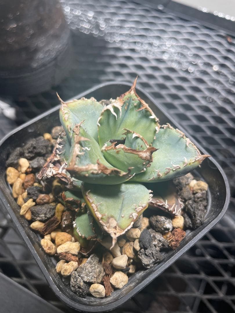 すいか様　確認用