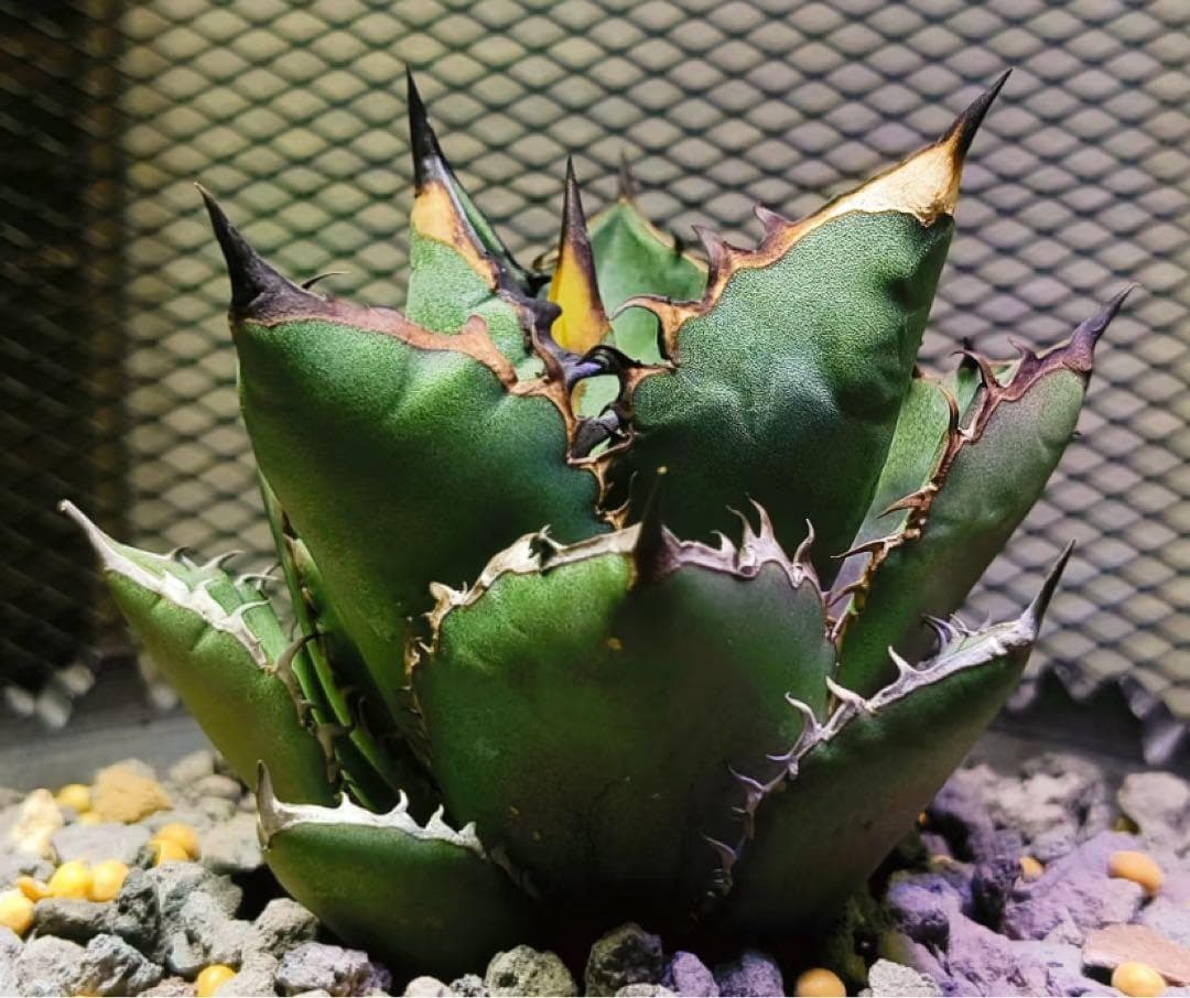 アガベ 多肉植物