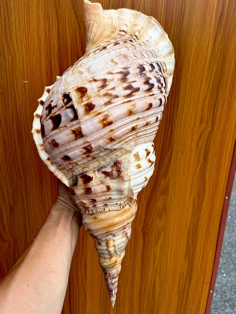 Max size 47cm+ 法螺貝 蓋付