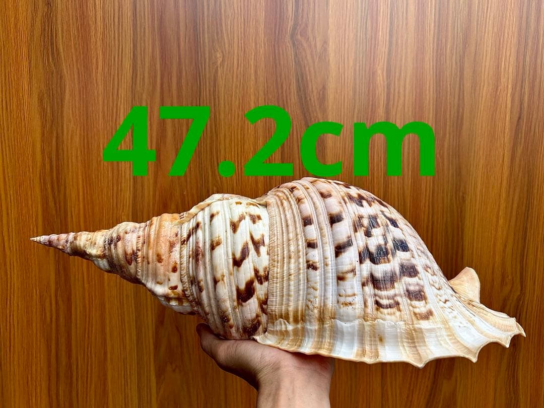Max size 47cm+ 法螺貝 蓋付