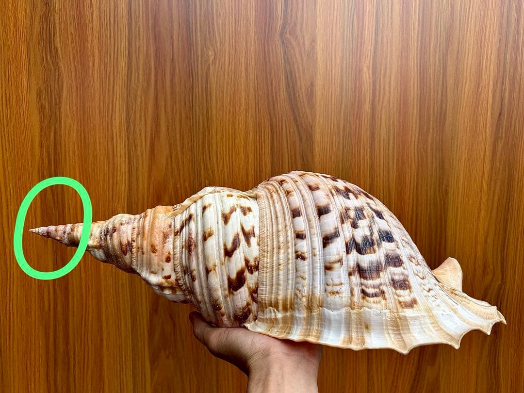 Max size 47cm+ 法螺貝 蓋付