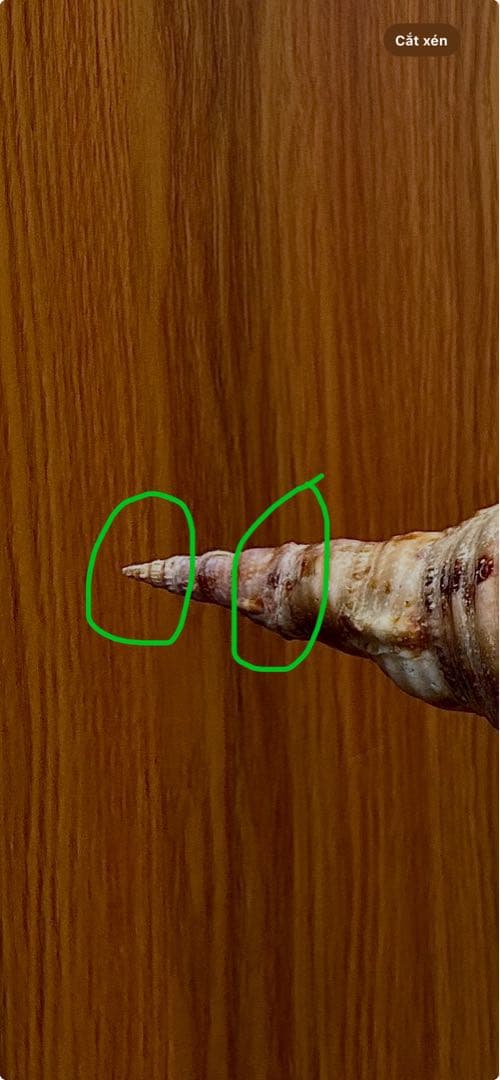 Max size 47cm+ 法螺貝 蓋付