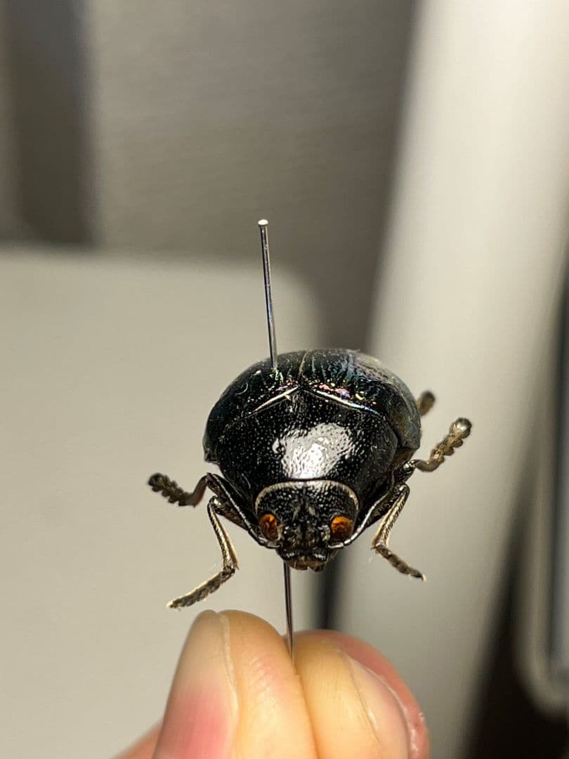 【34mm】ニジイロフトタマムシ フトタマムシ スハンダエ プラチナコガネ標本