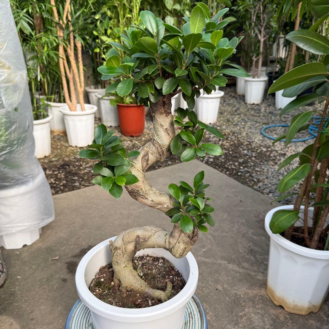 仮 騰【鉢付き】ガジュマル 曲がり 昇り龍 ８寸鉢 多幸の木 太幹