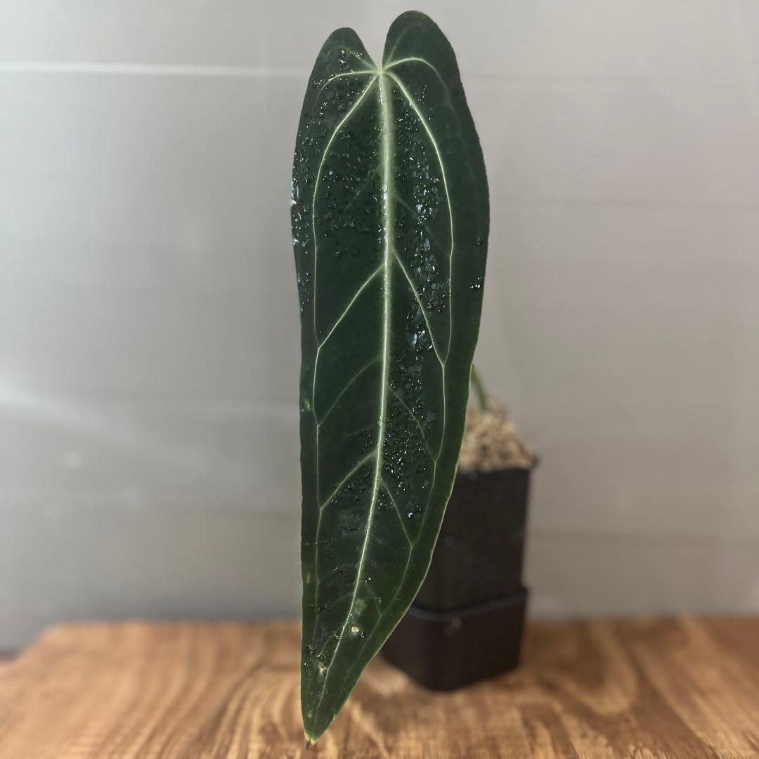 アンスリウム　ワロクアナム　ダークナロー　大きめサイズ