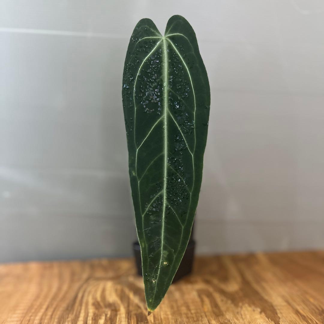 アンスリウム　ワロクアナム　ダークナロー　大きめサイズ