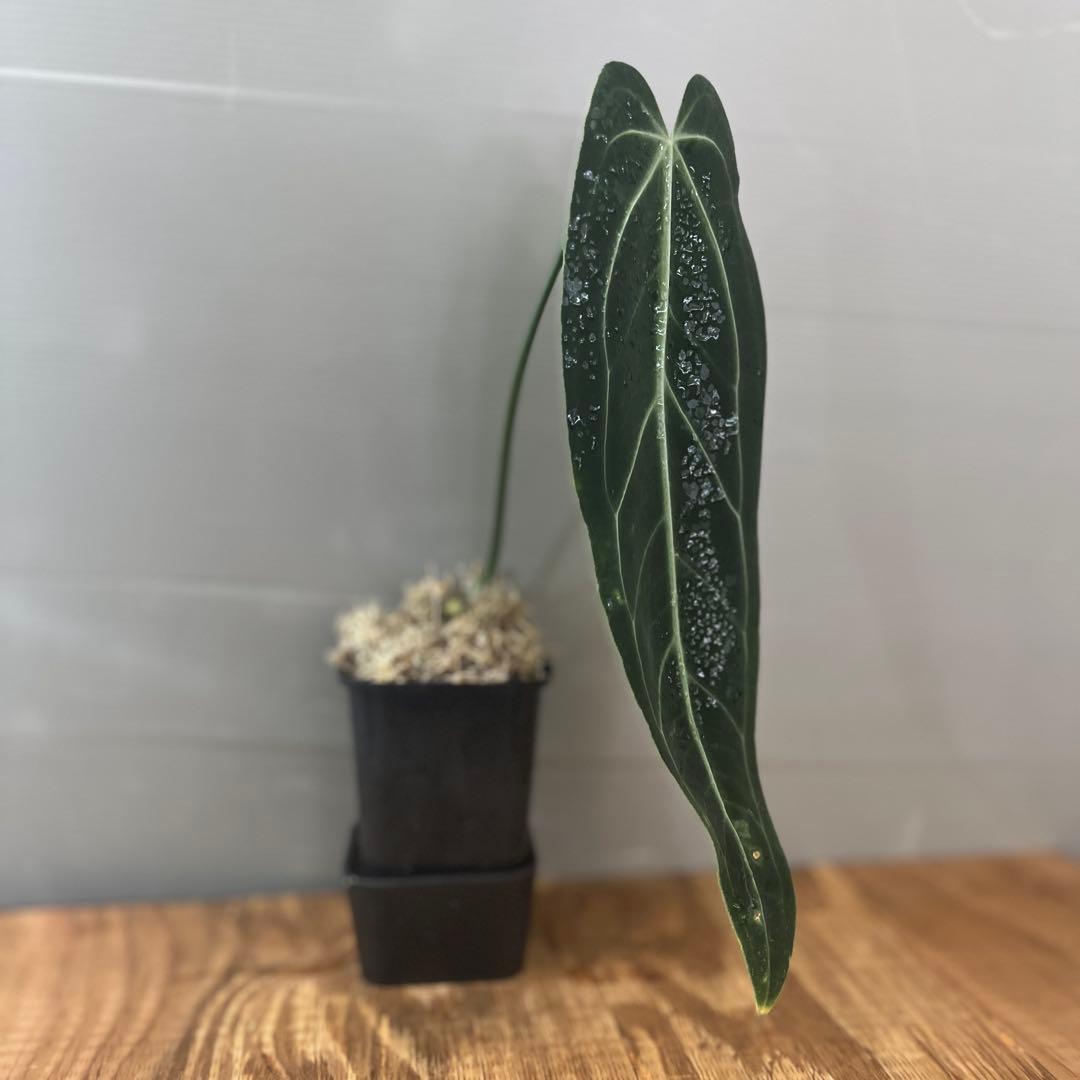 アンスリウム　ワロクアナム　ダークナロー　大きめサイズ