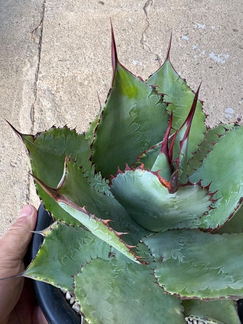 アガベ ボビマエア 特白個体 7号鉢 ボビコルヌータ×ピグマエア ハイブリッド