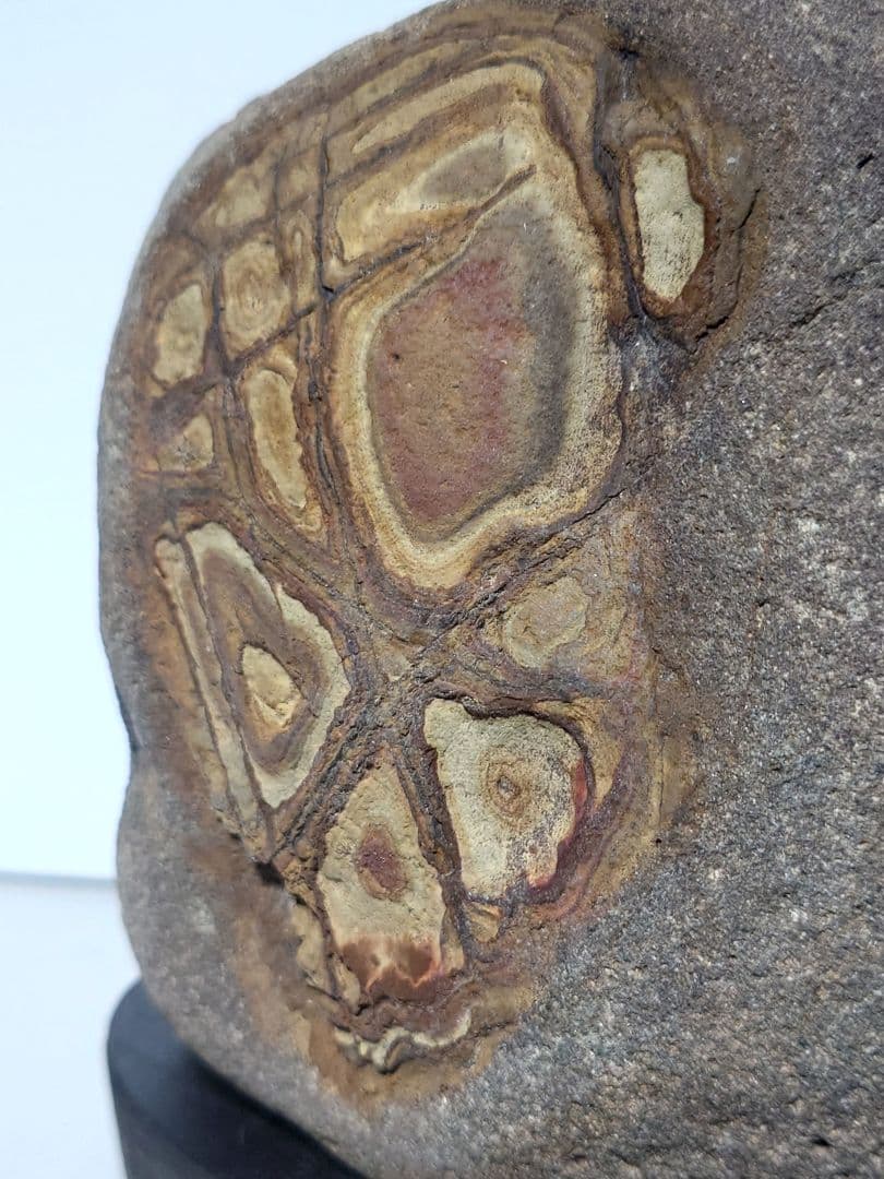 重信川馬蹄石　抽象画　水石 鑑賞石