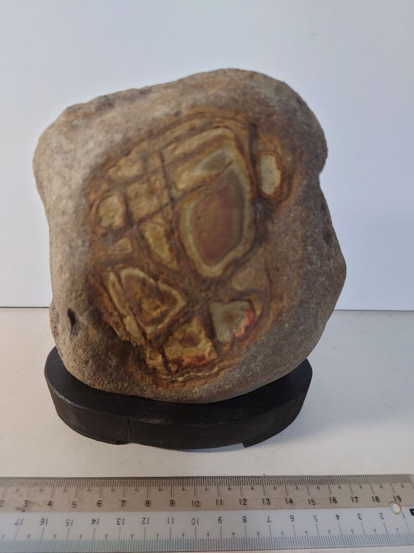 重信川馬蹄石　抽象画　水石 鑑賞石