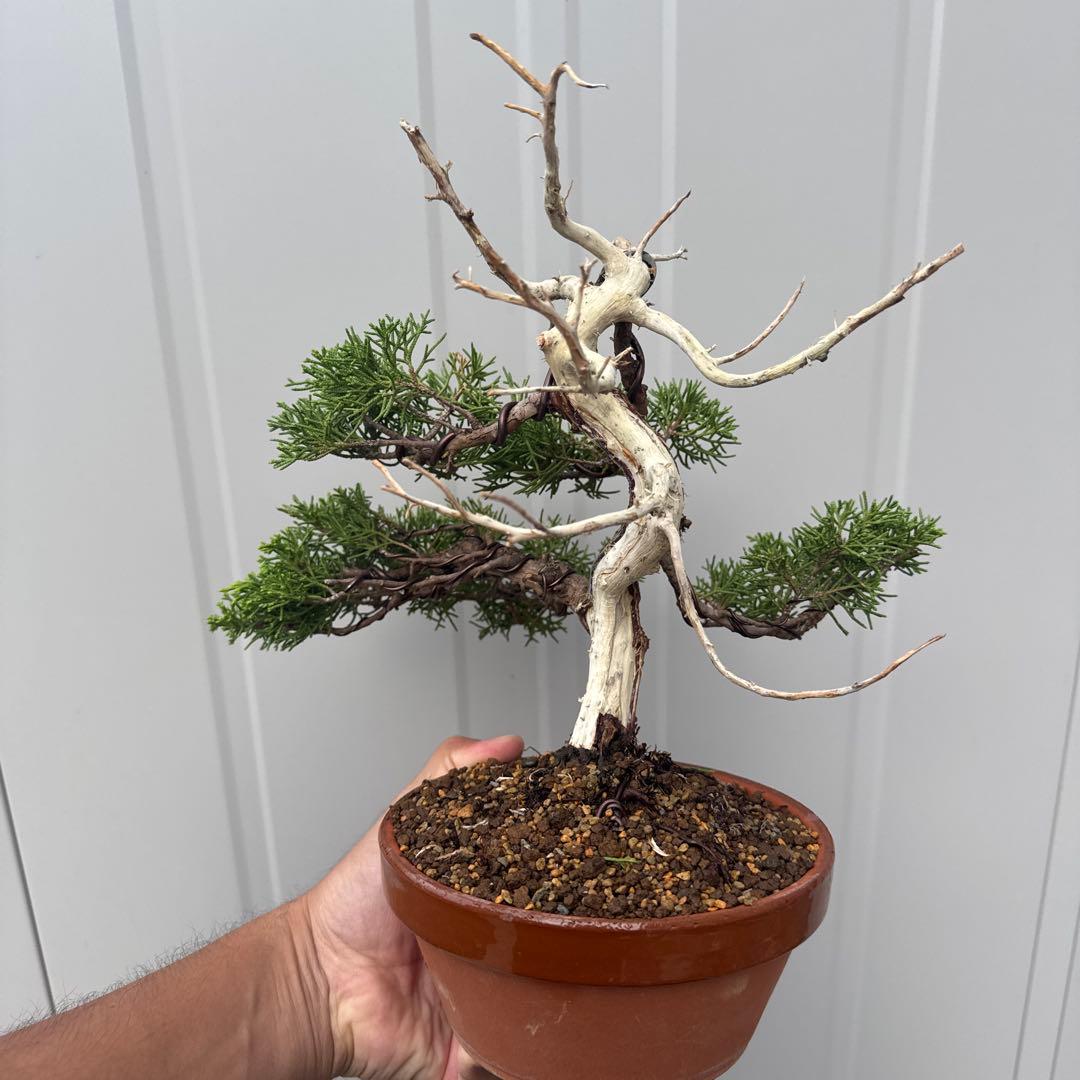 t*i様 盆栽 糸魚川真柏