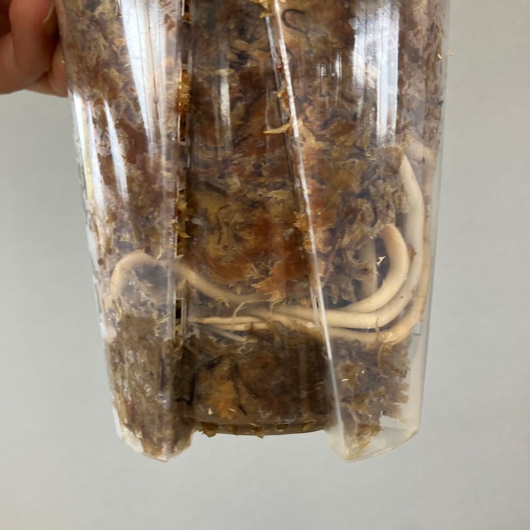 超希少❗️アグラオネマ　ピンクマルーン \"Pink Maroon\"✨