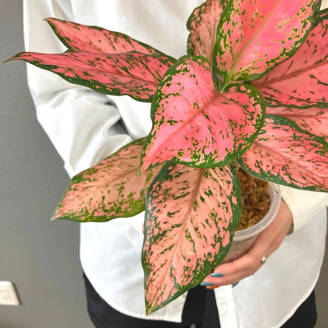 超希少❗️アグラオネマ　ピンクマルーン \"Pink Maroon\"✨