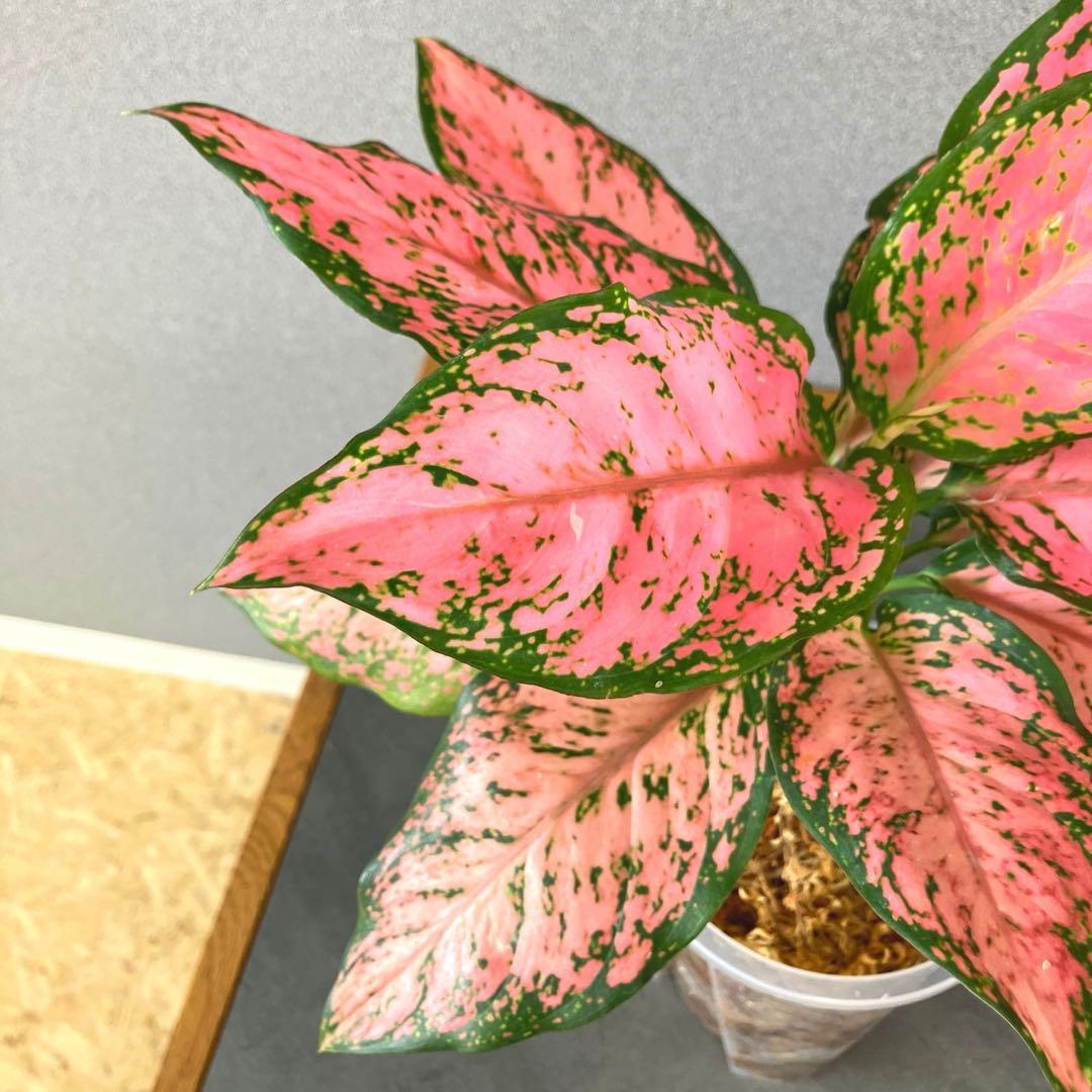 超希少❗️アグラオネマ　ピンクマルーン \"Pink Maroon\"✨