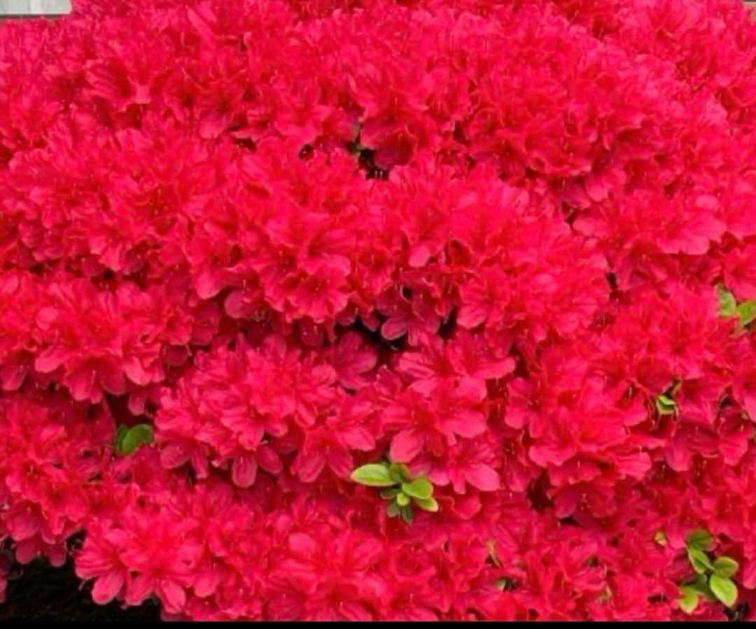 入手困難　皐月盆栽　樹齢60年