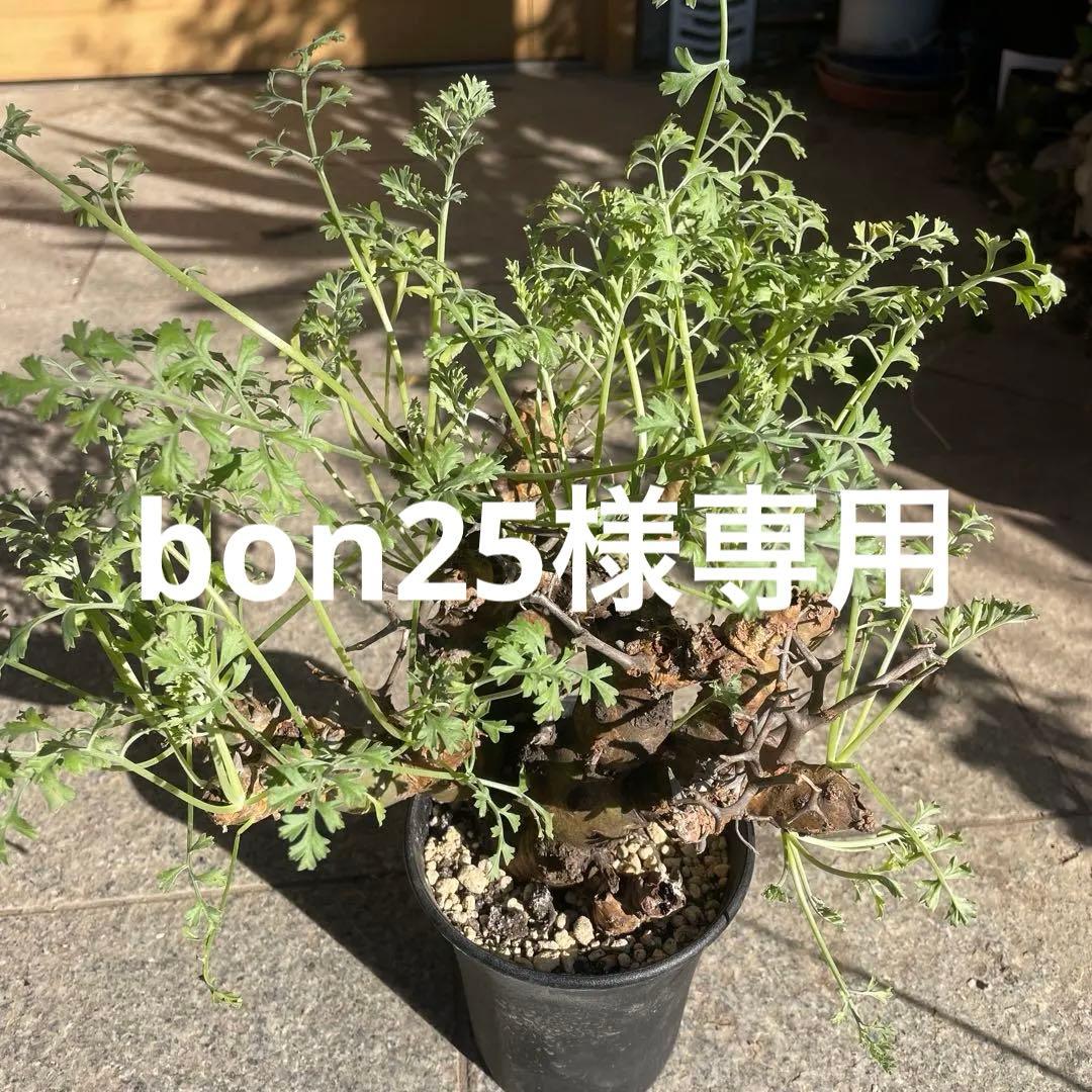 ペラルゴニウム クリズミフォリウム