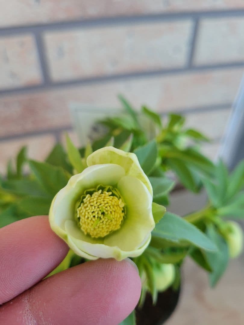 高橋育苗　クリスマスローズ　little　beast　デュメトルム系