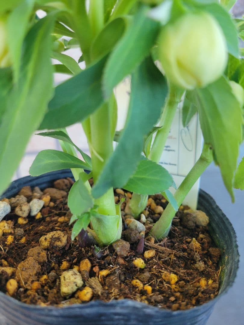 高橋育苗　クリスマスローズ　little　beast　デュメトルム系