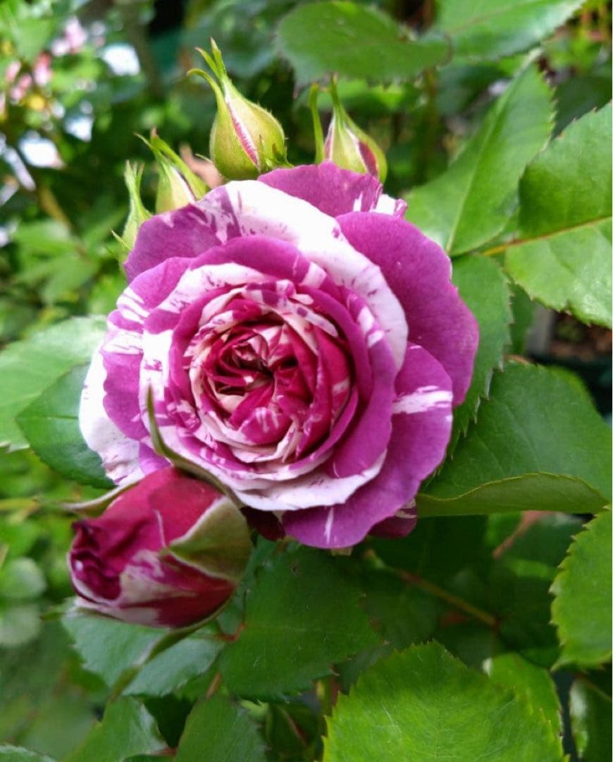 紫と白のストライプのバラ