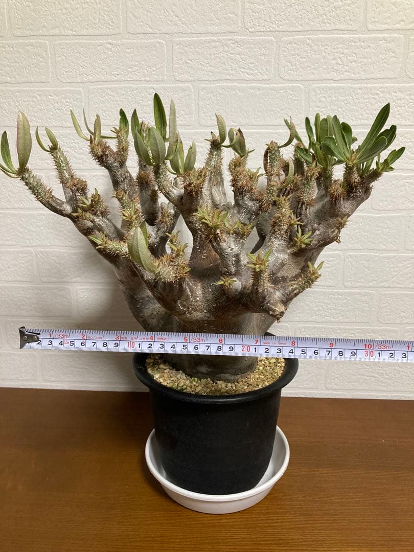 【植物引退】イノピナツム　現地球