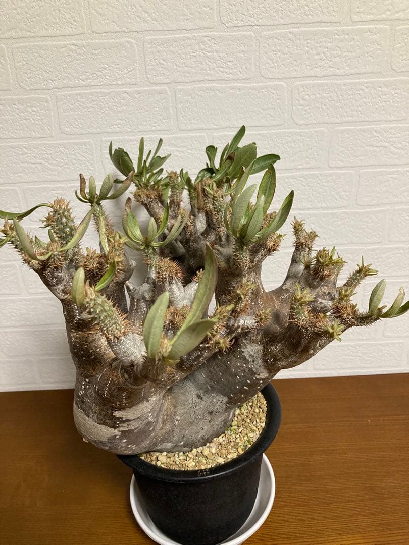 【植物引退】イノピナツム　現地球