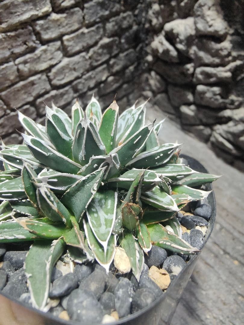 アガベ　名峰富士　ロウルサンコ