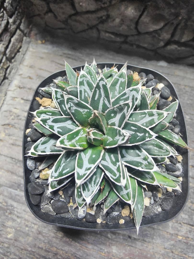 アガベ　名峰富士　ロウルサンコ