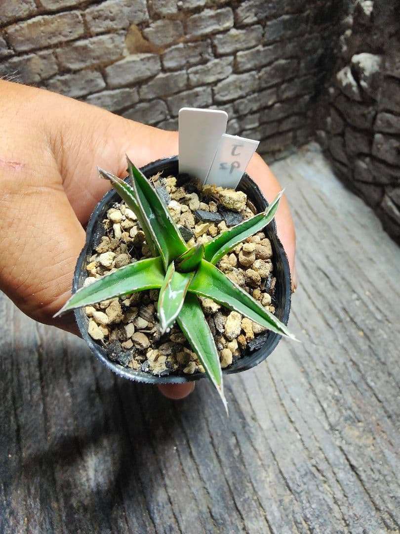 アガベ　名峰富士　ロウルサンコ