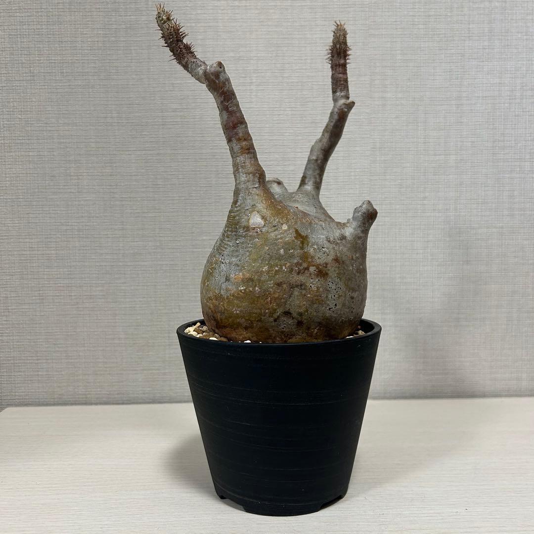 パキポディウム・グラキリス⑨　発根済み　現地球