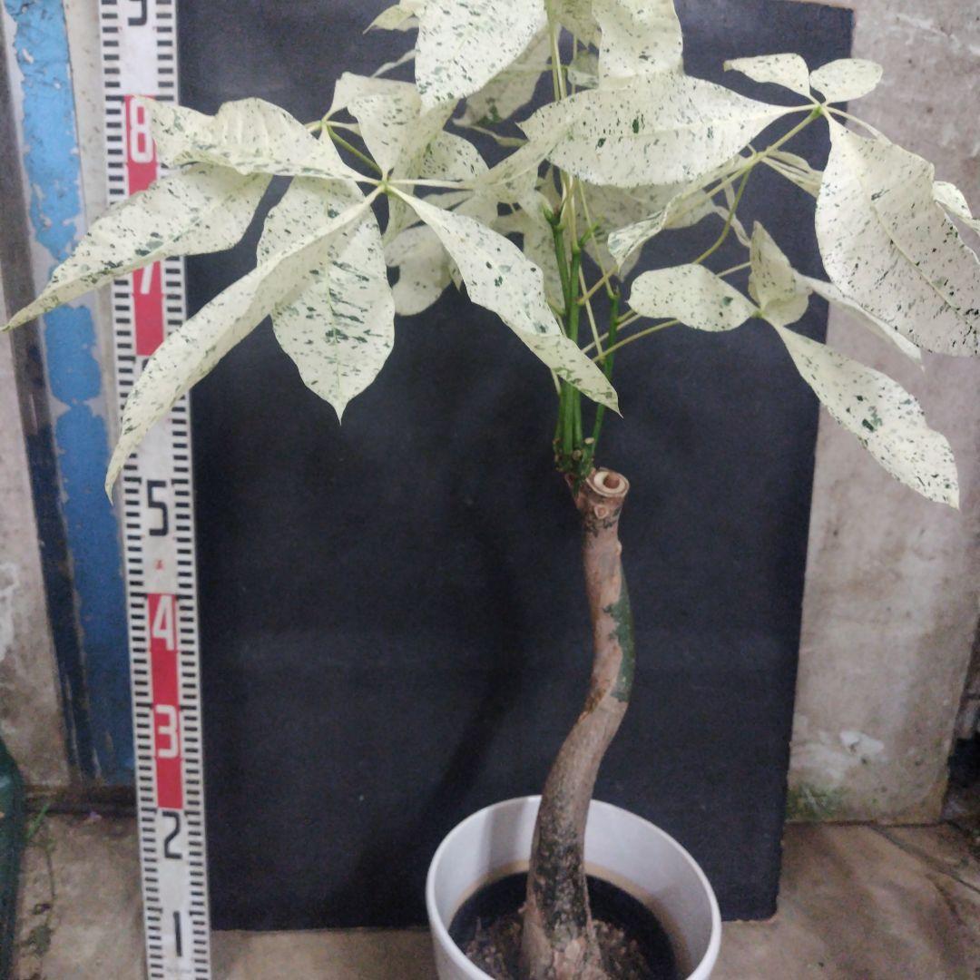 №５３５９ 宅配便パキラミルキーウェイ