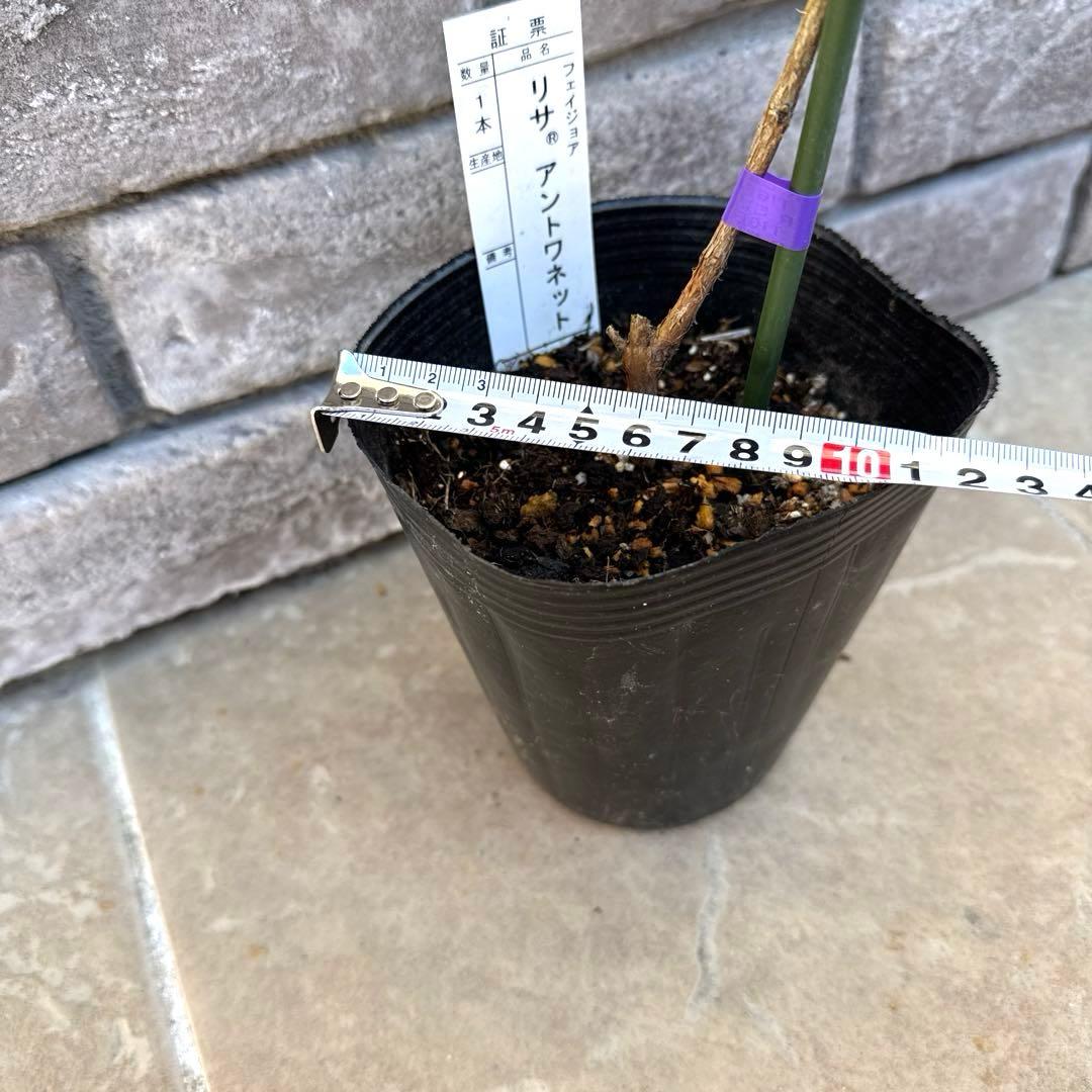 11 希少 レア フェイジョア アントワネット 挿し木苗 高さ60㌢程 証票付き