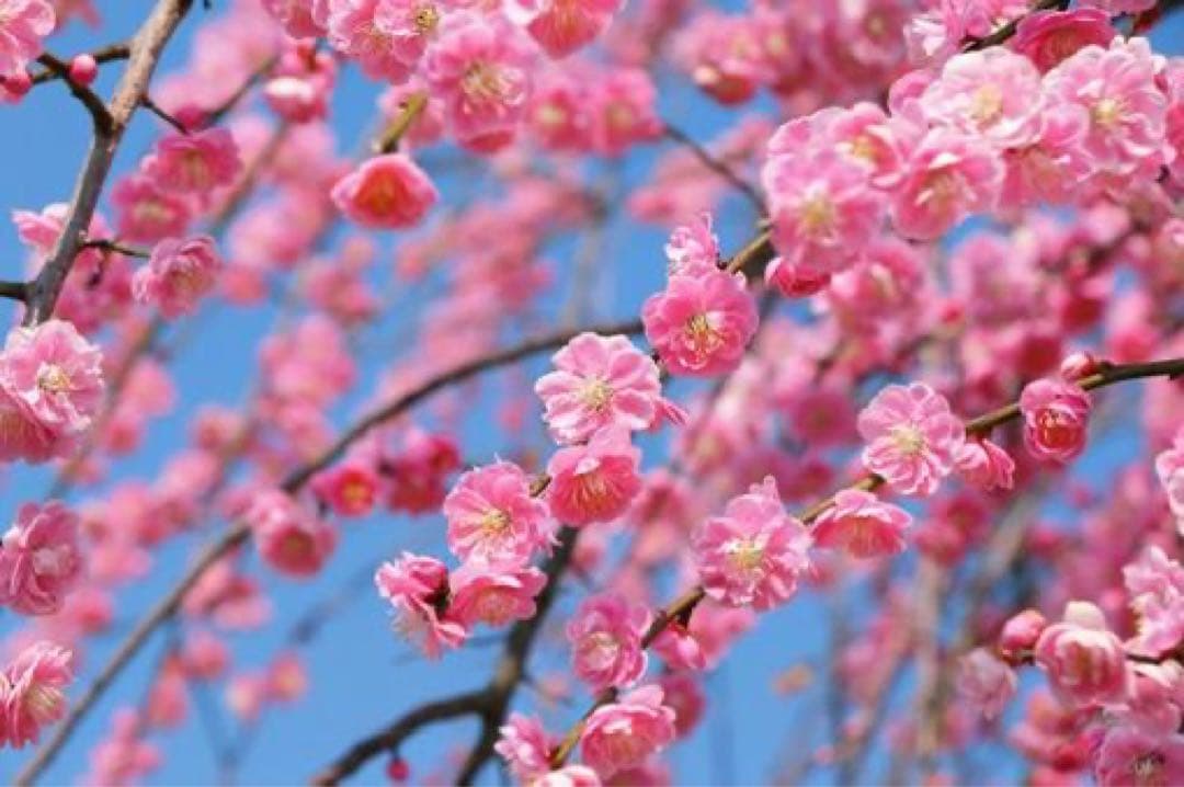 goma様　リクエスト出品