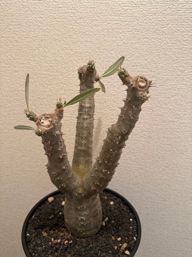 パキポディウム　サンデルシー　実生　発根済み