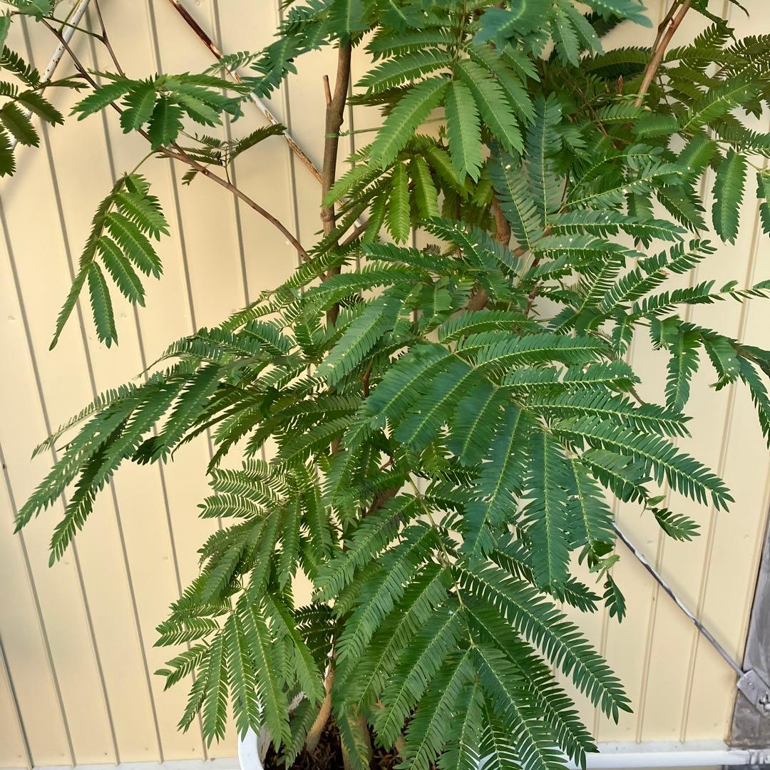 ネムの木　エバーフレッシュ　鉢皿付き