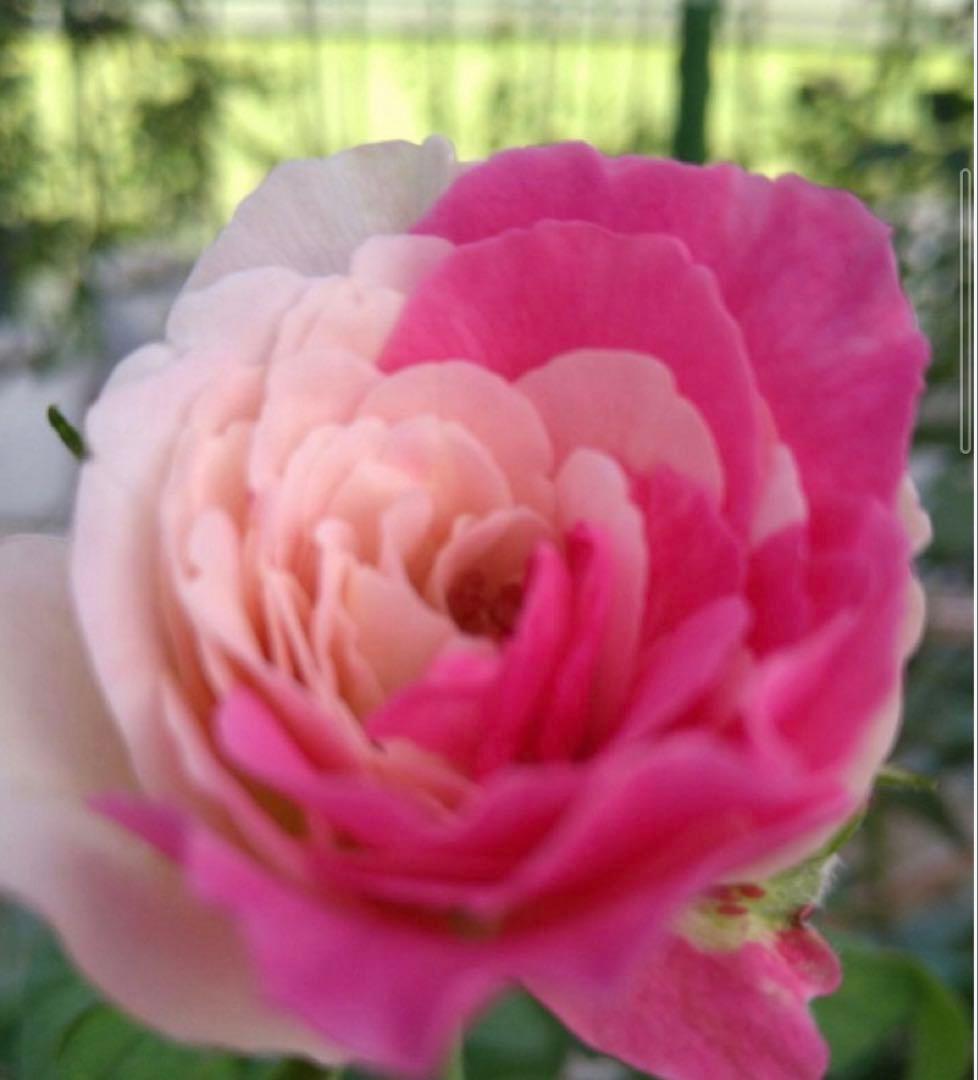 バラ苗　購入前にコメント