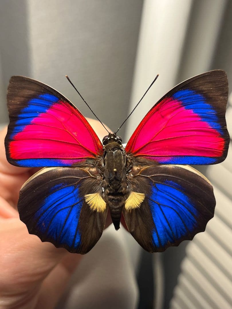 【極美PINK】アグリアスクラウディナサルダナパルス♂ ミイロタテハ 蝶標本