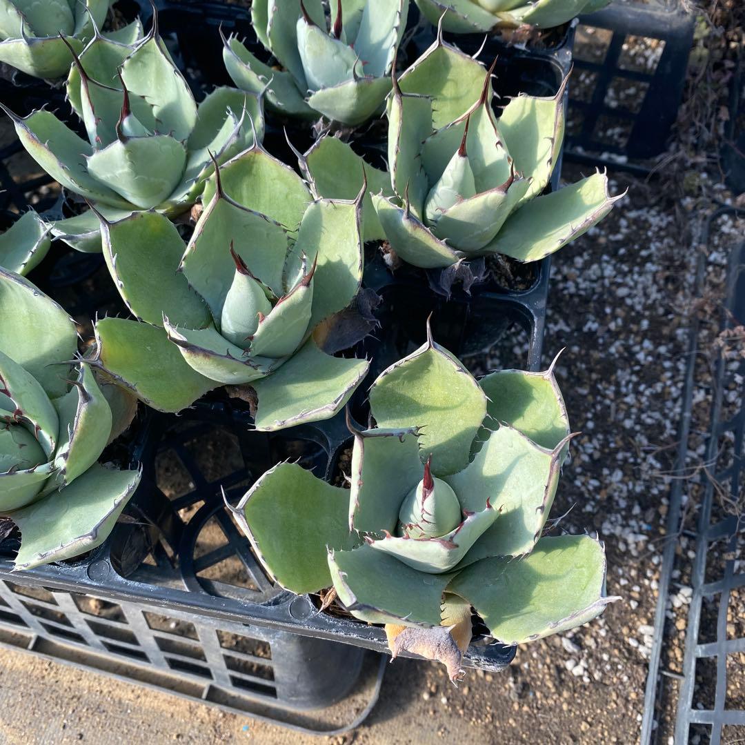 アガベ　パリートランカータ　メリクロン20個