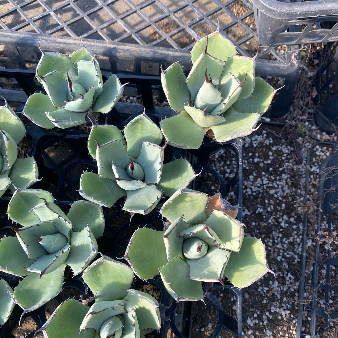 アガベ　パリートランカータ　メリクロン20個