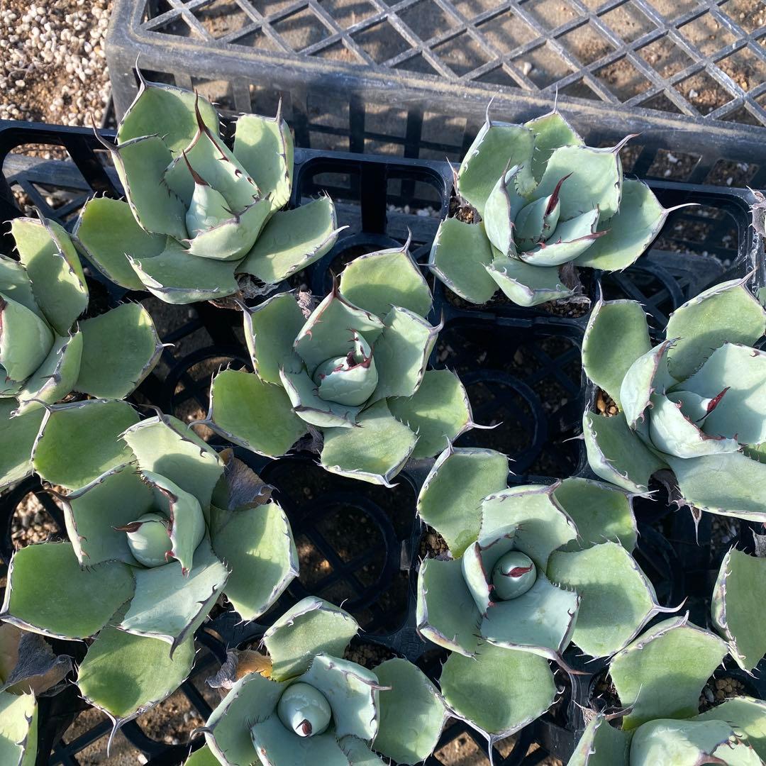 アガベ　パリートランカータ　メリクロン20個